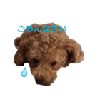 Toy poodle Jam's Sticker（個別スタンプ：15）