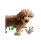 Toy poodle Jam's Sticker（個別スタンプ：16）