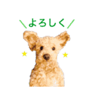 Toy poodle Jam's Sticker（個別スタンプ：17）