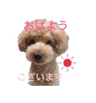 Toy poodle Jam's Sticker（個別スタンプ：20）