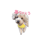 Toy poodle Jam's Sticker（個別スタンプ：21）