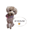 Toy poodle Jam's Sticker（個別スタンプ：23）