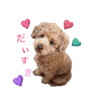 Toy poodle Jam's Sticker（個別スタンプ：24）