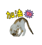 lucky cat cute for you（個別スタンプ：4）