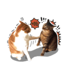 2+1 cats life（個別スタンプ：12）