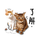 2+1 cats life（個別スタンプ：15）