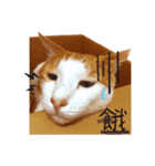 2+1 cats life（個別スタンプ：22）