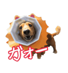 鼻でか犬 雷-1（個別スタンプ：3）