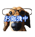 鼻でか犬 雷-1（個別スタンプ：11）