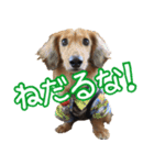 鼻でか犬 雷-1（個別スタンプ：14）