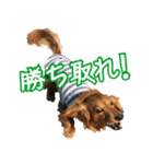 鼻でか犬 雷-1（個別スタンプ：15）