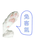 Real CAT.Chinese4（個別スタンプ：1）