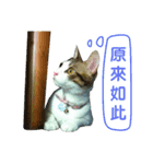 Real CAT.Chinese4（個別スタンプ：10）