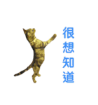 Real CAT.Chinese4（個別スタンプ：12）