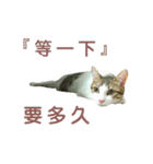 Real CAT.Chinese4（個別スタンプ：14）