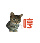 Real CAT.Chinese4（個別スタンプ：15）