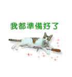 Real CAT.Chinese4（個別スタンプ：16）