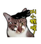 Dada wu is a cat（個別スタンプ：11）