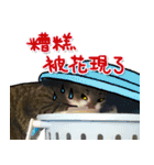 Dada wu is a cat（個別スタンプ：12）