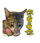 Dada wu is a cat（個別スタンプ：13）