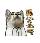 Dada wu is a cat（個別スタンプ：14）