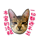 Dada wu is a cat（個別スタンプ：17）