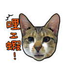 Dada wu is a cat（個別スタンプ：22）