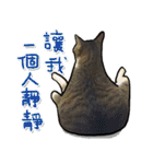 Dada wu is a cat（個別スタンプ：24）