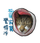 Dada wu is a cat（個別スタンプ：25）