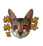 Dada wu is a cat（個別スタンプ：36）