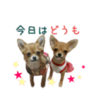 リアルDOG Happy Family チワワ達（個別スタンプ：6）