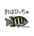近海魚スタンプ〜磯採集の魚たち〜（個別スタンプ：1）