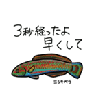 近海魚スタンプ〜磯採集の魚たち〜（個別スタンプ：14）