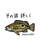 近海魚スタンプ〜磯採集の魚たち〜（個別スタンプ：25）
