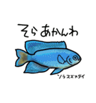 近海魚スタンプ〜磯採集の魚たち〜（個別スタンプ：29）