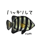 近海魚スタンプ〜磯採集の魚たち〜（個別スタンプ：34）