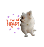Shiro : A Lively Chihuahua（個別スタンプ：3）