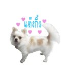 Shiro : A Lively Chihuahua（個別スタンプ：5）