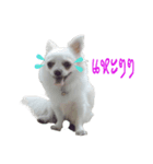 Shiro : A Lively Chihuahua（個別スタンプ：6）