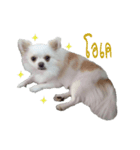 Shiro : A Lively Chihuahua（個別スタンプ：7）