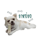 Shiro : A Lively Chihuahua（個別スタンプ：8）