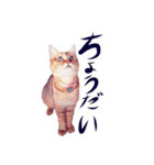 アビー（個別スタンプ：27）