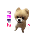 リアルDOG ポメラニアン BOOだよ～！（個別スタンプ：13）