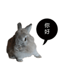 Three fat rabbits（個別スタンプ：2）