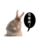 Three fat rabbits（個別スタンプ：4）