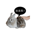 Three fat rabbits（個別スタンプ：10）