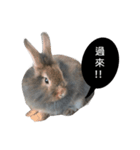 Three fat rabbits（個別スタンプ：14）