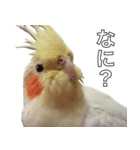 オカメインコのコウとフク（個別スタンプ：10）