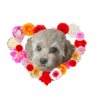 cutie puppy anne（個別スタンプ：1）
