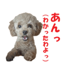 cutie puppy anne（個別スタンプ：2）